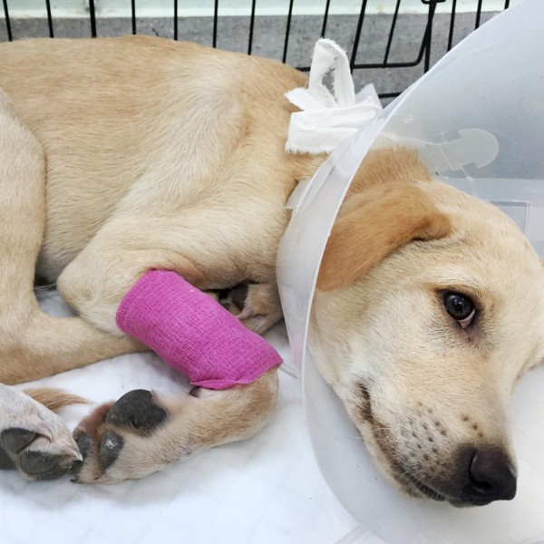 Chirurgie Tesuturi Moi